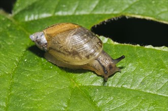 Common Amber Snail