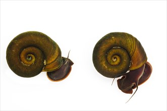 Ram's horn snail