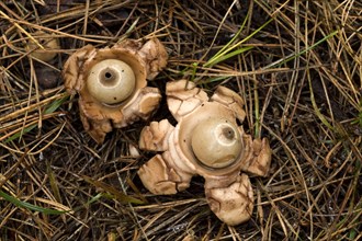 Common collared earthstar