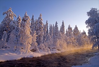 View of snow covered coniferous forest at edge of river