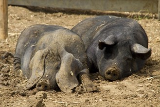 Two big black pigs resting
