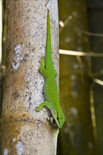 Diurnal Green Gecko