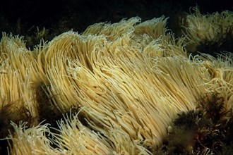 Opelet anemone