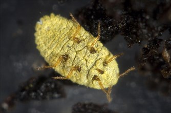 Golden root mealybug
