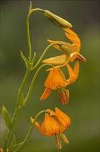 Columbia tiger lily