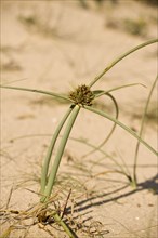 Dune cyprus grass