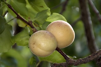 Apricot fruit on the tree