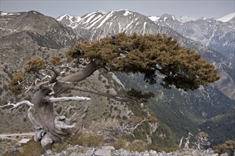 Italian cypress