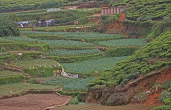 Small-scale vegetable cultivation