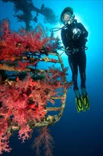 Divers and soft corals