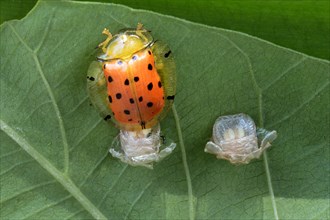 Orange Tortoise Beetle