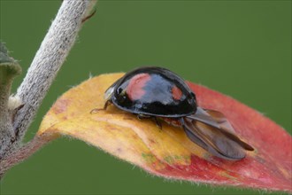 Asian Ladybird