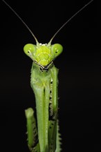 Adult praying mantis