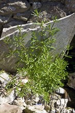 Cleavers or goosegrass