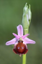 Argolian bee-orchid