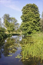 River habitat with waterlilies and riverside Horse Chestnut