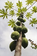 Pawpaw fruits grow on the trunk of the tree