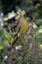 Band-tailed Green Pigeon