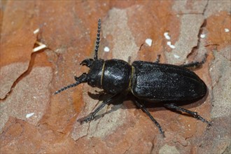 Black longhorn beetle