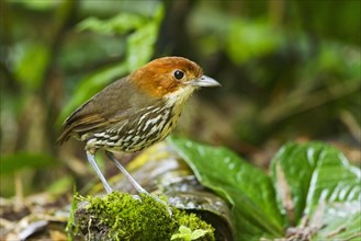 Adult chestnut-crowned antpitta