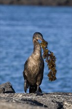 Flightless cormorant carries algae back to the nest