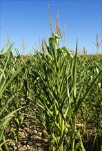 Corn plants with curled and wilted leaves on a hot summer day in the Gironde