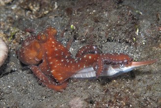 Adult starry night octopus