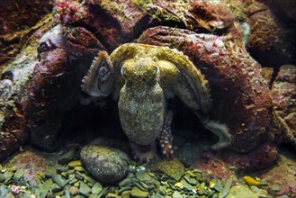 Common common octopus