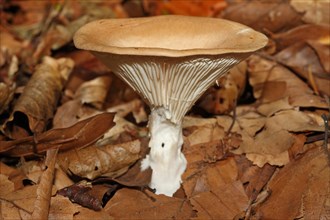 Ochre-brown funnel mushroom