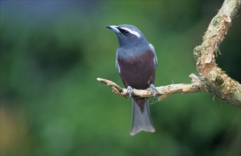 White-browed woodswallow