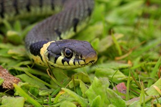 Grass snake