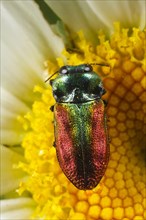 Spot-necked jewel beetle