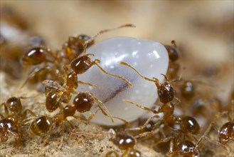 Adult Mediterranean dimorphic ant