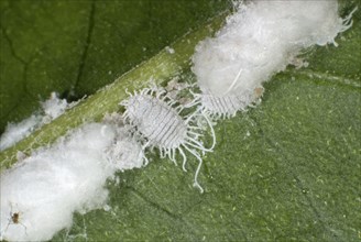 Greenhouse mealybugs