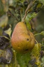 Fruit deformity on common european pear