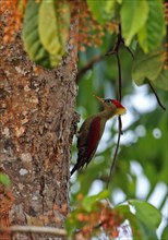 Red-winged Woodpecker