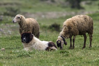 A Balkan Karakachan shepherd dog watches over sheep