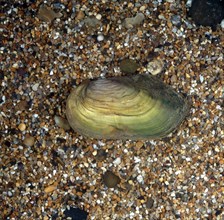 Great Pond Mussel