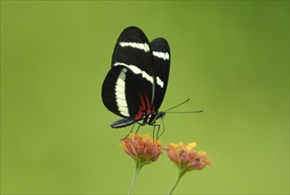 Hewitson's Longwing