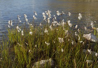 Broad leaved cotton grass