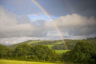 Rainbow over hedgerow