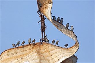 Flock of Lago Sparrows