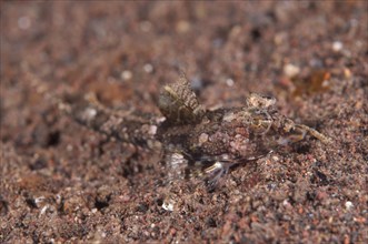 Superb Dragonet