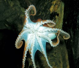 Cirrus octopus