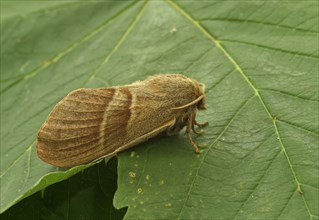 Fox Moth