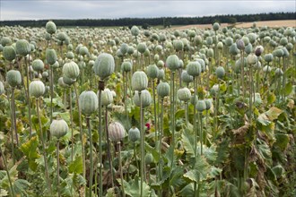 Cultivation of opium poppy