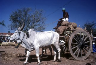 Traditional bullock cart carrying the Luggage