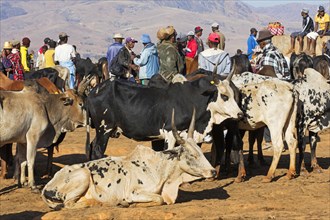 Malagasy cattle herders