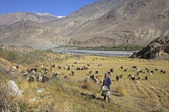 Old Tajik woman herding goats along the Pamir River