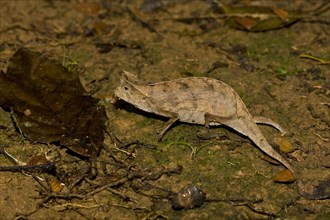 Brown leaf chameleons